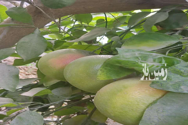 باغ و زمین ۶۵۰ متری با ساختمون نقلی بنوارشامی-2