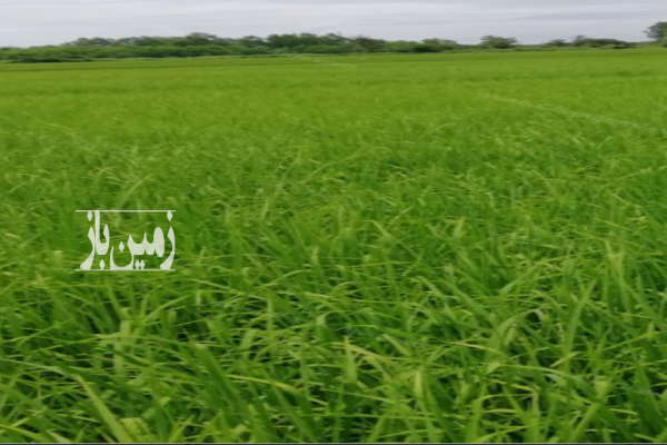زمین کشاورزی برنج کاری دهشال کلیدسر زیرده ۳۰۰۰ متر-1