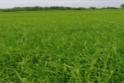 زمین کشاورزی برنج کاری دهشال کلیدسر زیرده ۳۰۰۰ متر