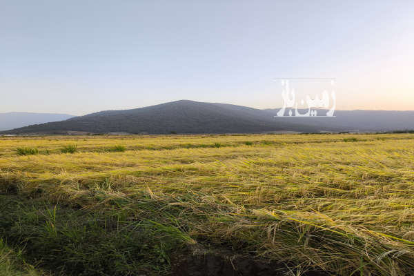 زمین هکتاری کشاورزی همراه با چاه آبدر رامیان-2