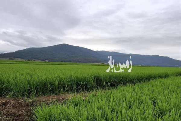 زمین هکتاری کشاورزی همراه با چاه آبدر رامیان-3