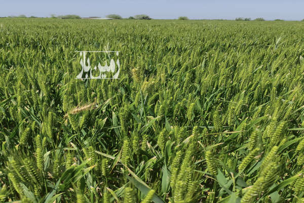 زمین هکتاری کشاورزی همراه با چاه آبدر رامیان-4