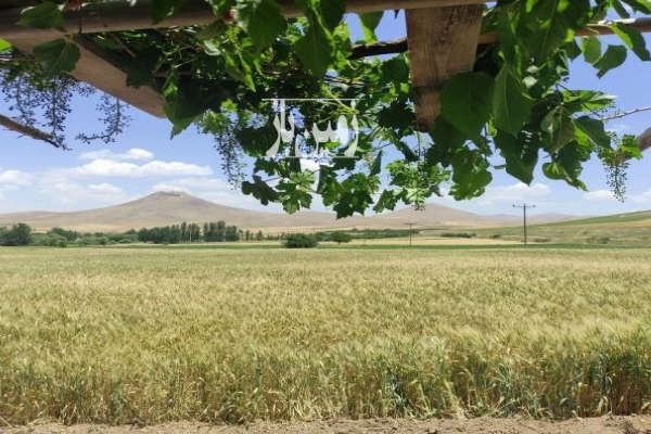 فروش زمین کشاورزی آبی قابل کشت ۱۰۰۰۰ متر-3