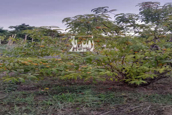 فروش باغ ۲۱۵متری جاده قائمشهر روستایی نقیب کلا-2