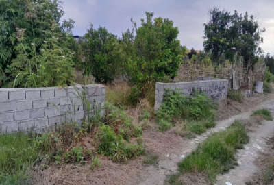 فروش باغ ۲۱۵متری جاده قائمشهر روستایی نقیب کلا