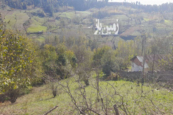 زمین ۱۰۰۰ متر در روستای چورت جاده کیاسر-2