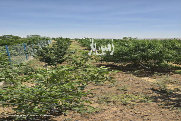 فروش باغچه انواع میوه بارده روستای صفی اباد ۱۸۰۰ متر-3