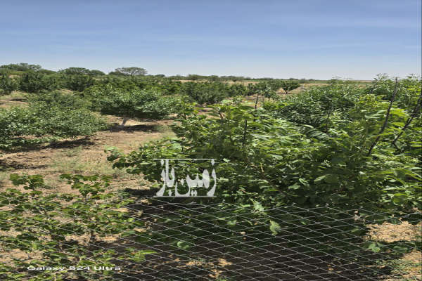 فروش باغچه انواع میوه بارده روستای صفی اباد ۱۸۰۰ متر-4