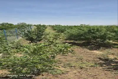 فروش باغچه انواع میوه بارده روستای صفی اباد ۱۸۰۰ متر