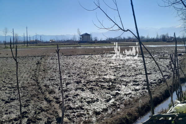 زمین مسکونی روستای گلش طالشان ۵۰۰ متر-2