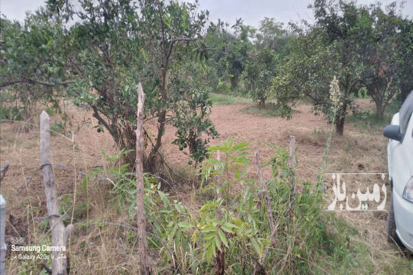 فروش زمین باغی در جاده نظامی روستای میکلا ۵۰۰ متر-2