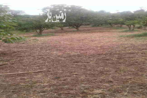 فروش زمین باغی در جاده نظامی روستای میکلا ۵۰۰ متر-3