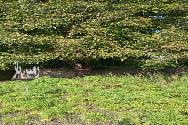 فروش یک قطعه زمین ۲۳۲ متری ساری روستای اقمشهد-1