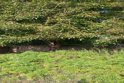 فروش یک قطعه زمین ۲۳۲ متری ساری روستای اقمشهد