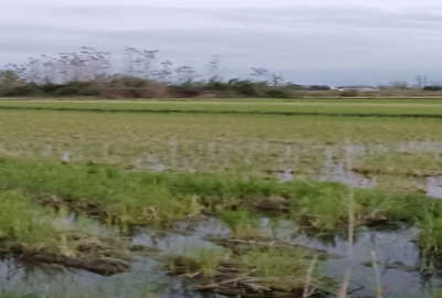 زمین کشاورزی جاده آمل به چمستان روستای درکاپی ۲۸۰۰ متر