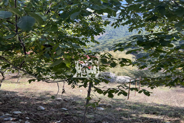 زمین ۲۰۰ متر در تنکابن منطقه دوهزار-3