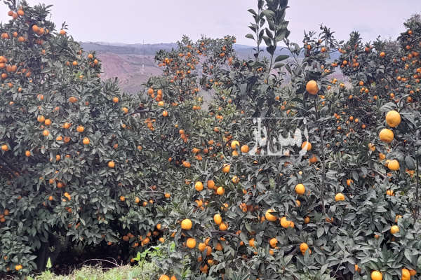 فروش باغ مرکبات ۱۰ هکتاری همراه خونه باغ-2