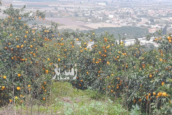 فروش باغ مرکبات ۱۰ هکتاری همراه خونه باغ-3