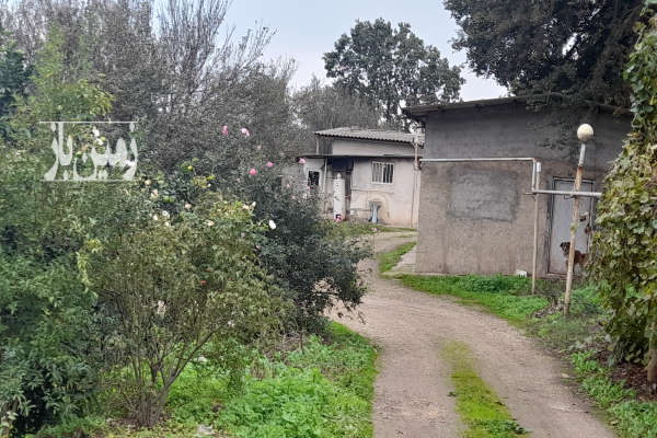 فروش باغ مرکبات ۱۰ هکتاری همراه خونه باغ-4