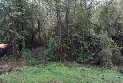 فروش زمین مناسب برای ویلا سازی خمام کلاچای ۴۰۰ متر