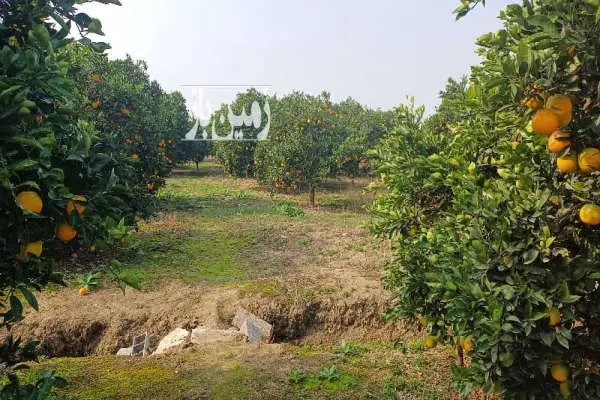 فروش خونه باغ ۵۰۰۰ متری ساری - تصویر 4