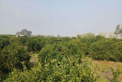 فروش خونه باغ ۵۰۰۰ متری ساری