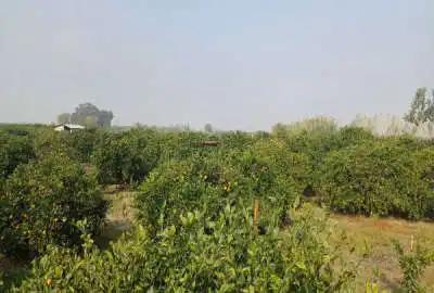 فروش خونه باغ ۵۰۰۰ متری ساری