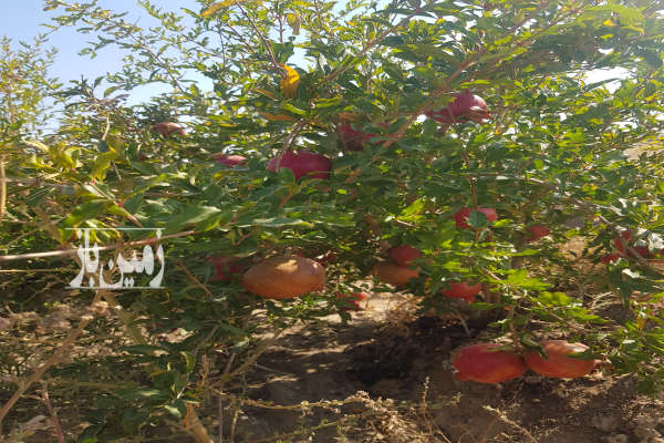 زمین کشاورزی جاده غرق اباد روستای زمان اباد ۱۴۰۰۰ متر-1