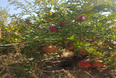 زمین کشاورزی جاده غرق اباد روستای زمان اباد ۱۴۰۰۰ متر