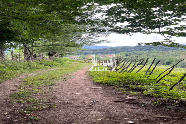 زمین باغی لاهیجان سوخته کوه ۱۱۰۰ متر-3