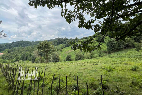 زمین باغی لاهیجان سوخته کوه ۱۱۰۰ متر-4