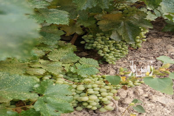 باغ انگور نوراباد جاده بوان روستای چاهچنار ۶۰۰۰ متر-1