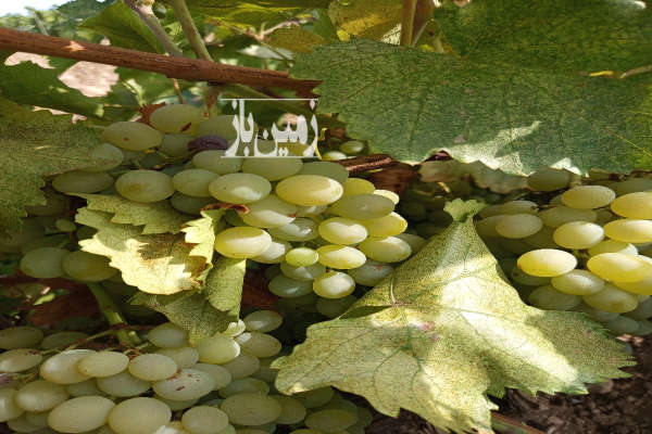 باغ انگور نوراباد جاده بوان روستای چاهچنار ۶۰۰۰ متر-2