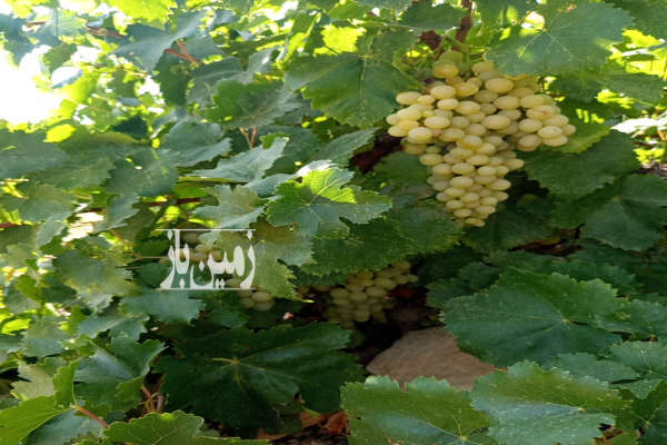 باغ انگور نوراباد جاده بوان روستای چاهچنار ۶۰۰۰ متر-3