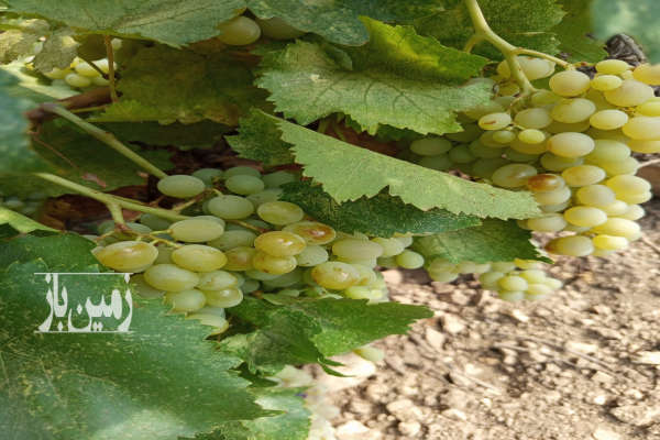 باغ انگور نوراباد جاده بوان روستای چاهچنار ۶۰۰۰ متر-4