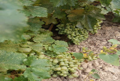باغ انگور نوراباد جاده بوان روستای چاهچنار ۶۰۰۰ متر