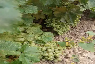 باغ انگور نوراباد جاده بوان روستای چاهچنار ۶۰۰۰ متر