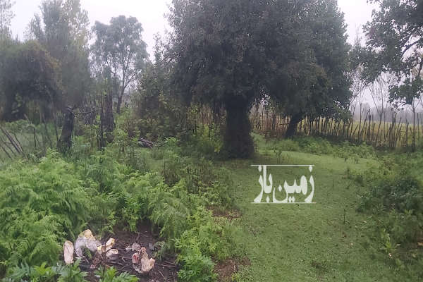 زمین جنگلی کنار چشمه شفت روستای والیسرا ۵۰۰ متر-4
