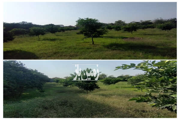 فروش زمین مسکونی به متراژ ۳۵۰۰ متر در شمال-2