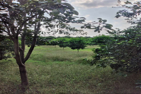 فروش زمین مسکونی به متراژ ۳۵۰۰ متر در شمال-3