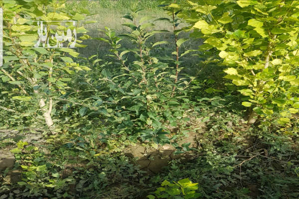 فروش باغچه ۱۶۵۰ متری با آب-1