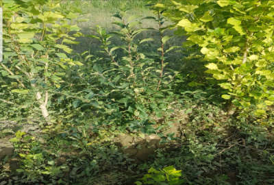 فروش باغچه ۱۶۵۰ متری با آب