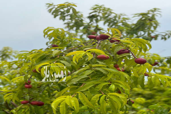 زمین باغی فرح آباد ساری خیابان عمارت ۱۰۰۰ متر-4