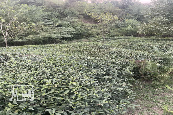 زمین در شفت روستای توریستی گنجار ۱۹۵۳ متر-2