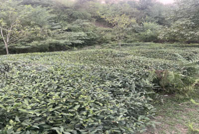 زمین در شفت روستای توریستی گنجار ۱۹۵۳ متر