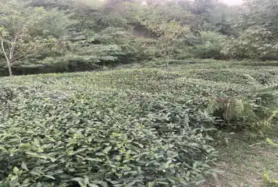 زمین در شفت روستای توریستی گنجار ۱۹۵۳ متر