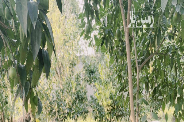 زمین باغی قائمشهر جاده نظامی روستای افرا ۵۰۰ متر-1