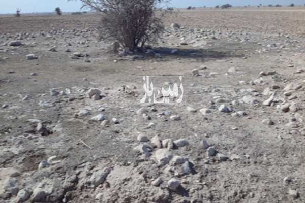 زمین ۱۰۰۰متری در تمب گرو-1