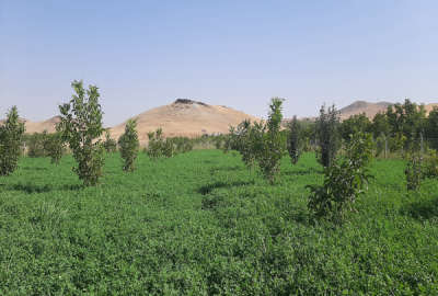 فروش باغ کشاورزی شاهین دژ پمپاژ هولاسو ۲۰۰۰ متر