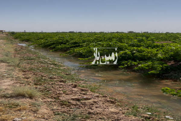 باغ انگور پر بار روستای رادکان ۷۵۰۰ متر-1